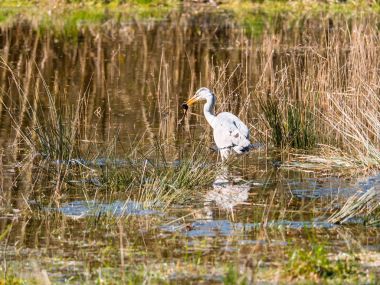 Gri balıkçıl bir kurbağa yakaladı