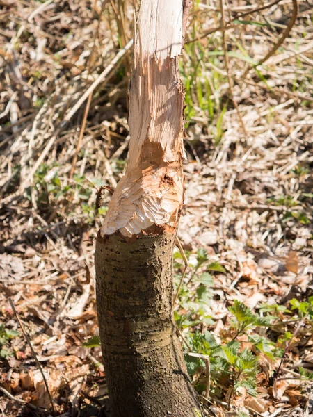 Tree eaten by beaver — Stock Photo, Image