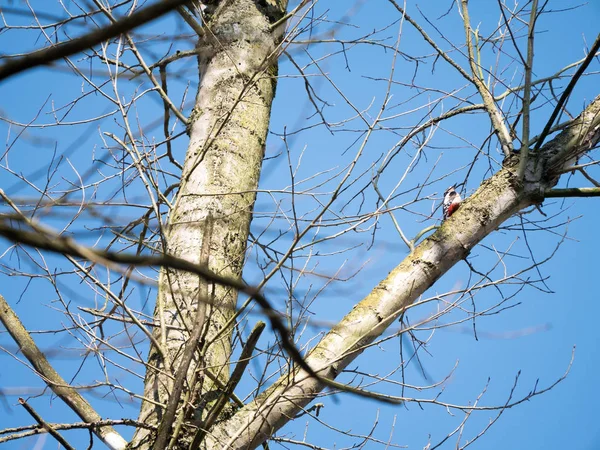 Bra Spotted Woodpecker på en trädgren — Stockfoto