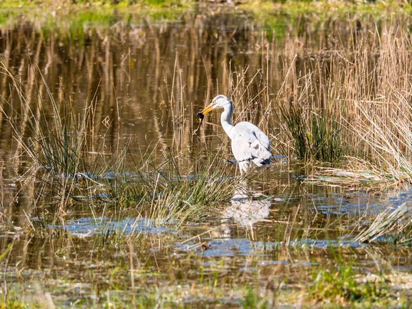 Grey Heron caught a frog — Stock Photo, Image