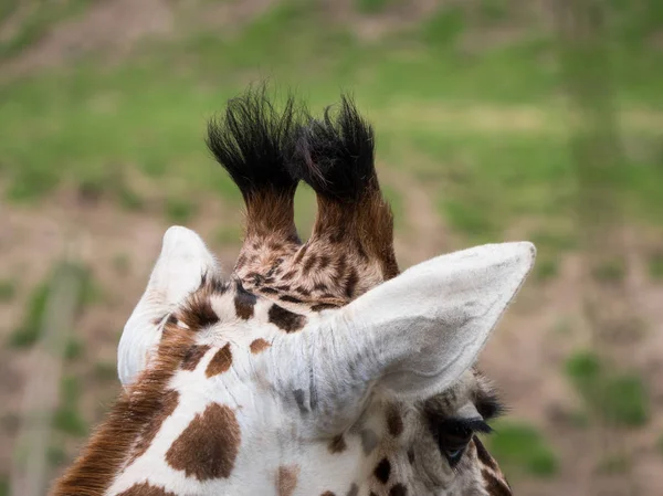 Närbild av giraffer huvud — Stockfoto