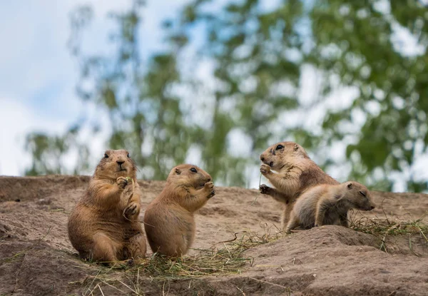 Groupe de chiens de prairie — Photo