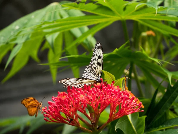 Нимфа-бабочка, также известная как рисовая бумажная бабочка — стоковое фото