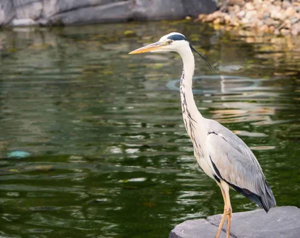 Büyük Mavi Balıkçıl