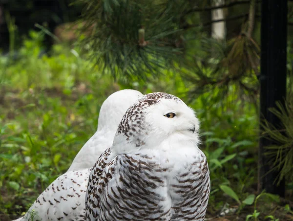 Zwei Schnee-Eule — Stockfoto