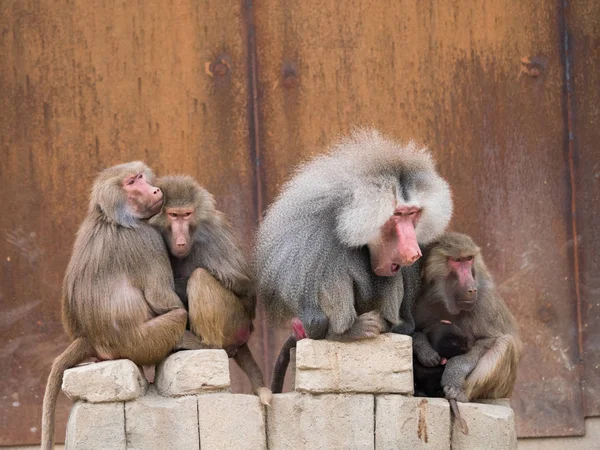 Hamadryas Babunu veya papio hamadryas ailesi — Stok fotoğraf