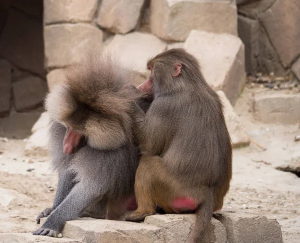 Masculino e feminino Hamadryas babuíno ou papio hamadryas família — Fotografia de Stock