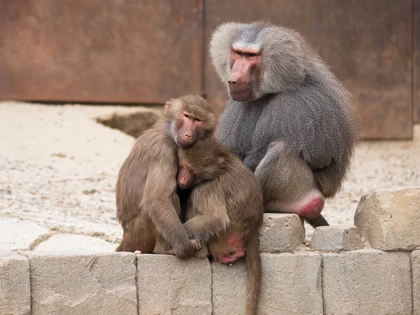Hamadryas babuíno ou papio família hamadryas — Fotografia de Stock