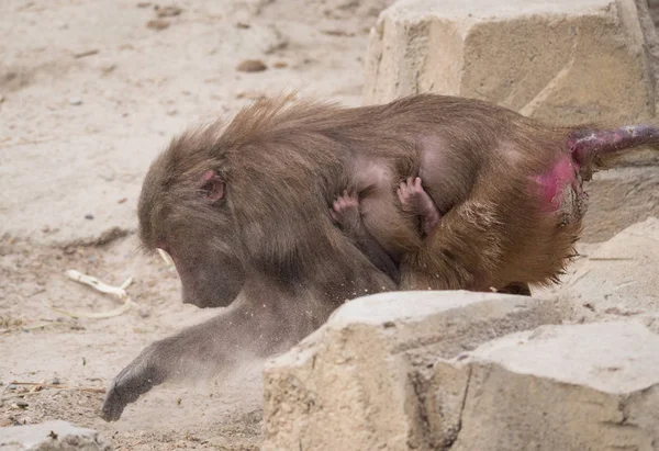 Feminino e bebê amadryas babuíno ou papio hamadryas — Fotografia de Stock