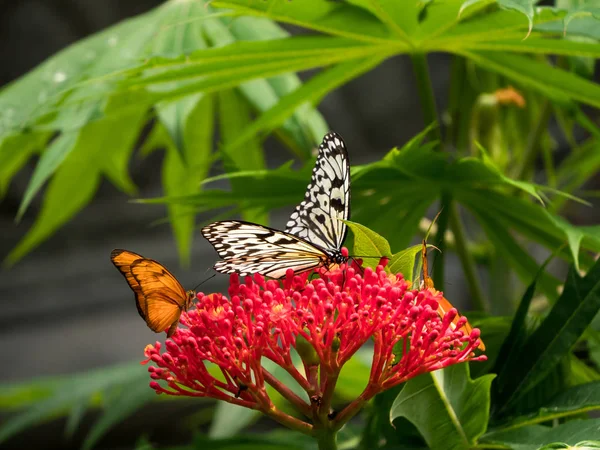Su perisi kelebek olarak da bilinen pirinç kağıt kelebek — Stok fotoğraf