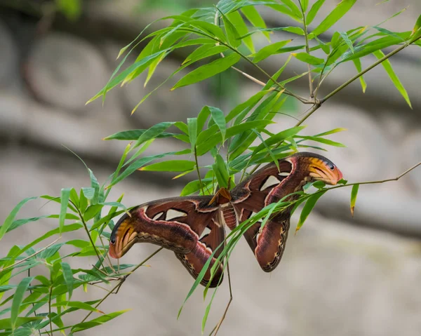 Ceanothus silkmoth em uma árvore — Fotografia de Stock