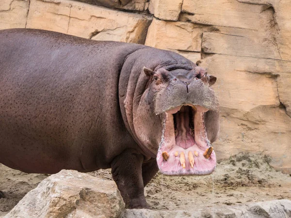 Hippo otwiera usta — Zdjęcie stockowe
