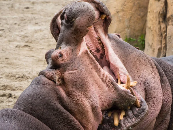 Dos hipopótamos pelean — Foto de Stock