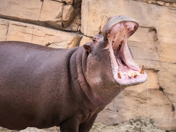 Nilpferd öffnet den Mund — Stockfoto