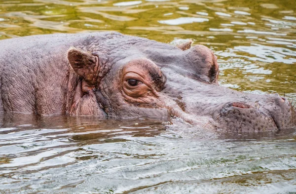 Nilpferd schwimmt auf Wasseroberfläche — Stockfoto