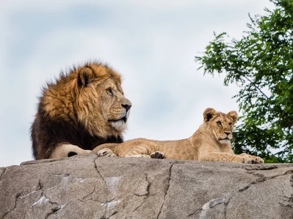 Гордий лев і левиця — стокове фото