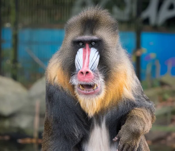 Retrato frontal de un mono mandril — Foto de Stock
