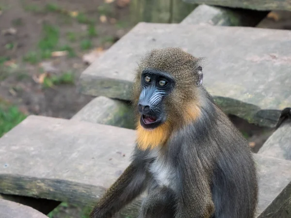 Retrato frontal de um macaco-mandril — Fotografia de Stock