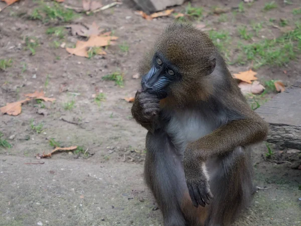 Portret młodego Mandryl małpy — Zdjęcie stockowe