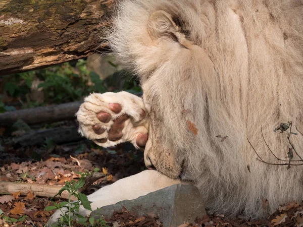 White lion rubbing his face — Stock Photo, Image