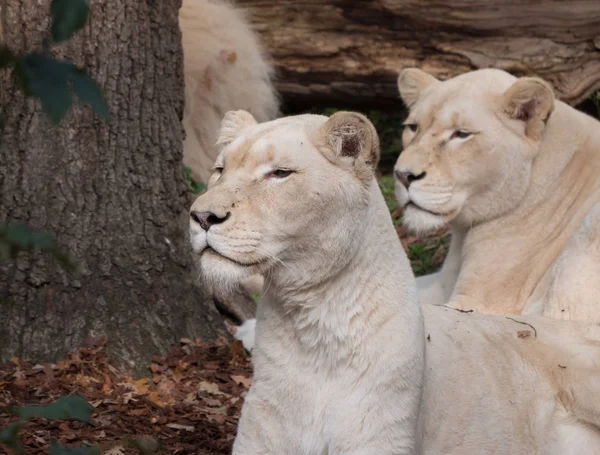 Дві жінки білі леви — стокове фото