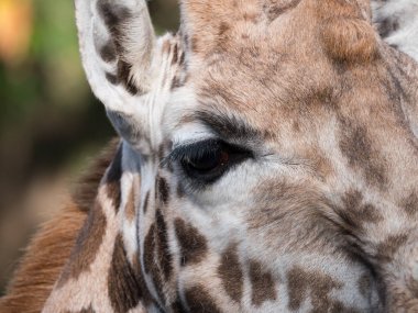 Bir zürafanın yakın çekimi