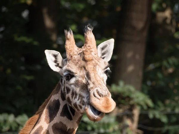 Närbild av en giraff — Stockfoto