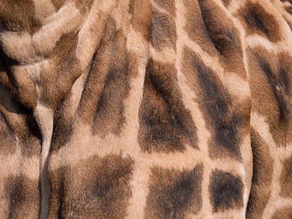 Närbild av giraffer hud — Stockfoto
