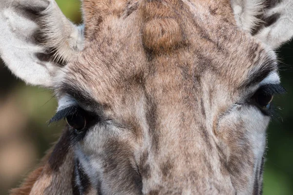 Närbild av en giraff — Stockfoto