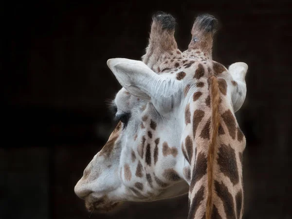 Närbild av en giraff — Stockfoto