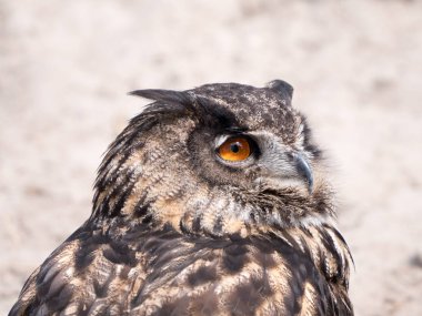 Avrasya kartal baykuş