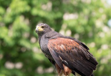 Harris Şahin statik konumda