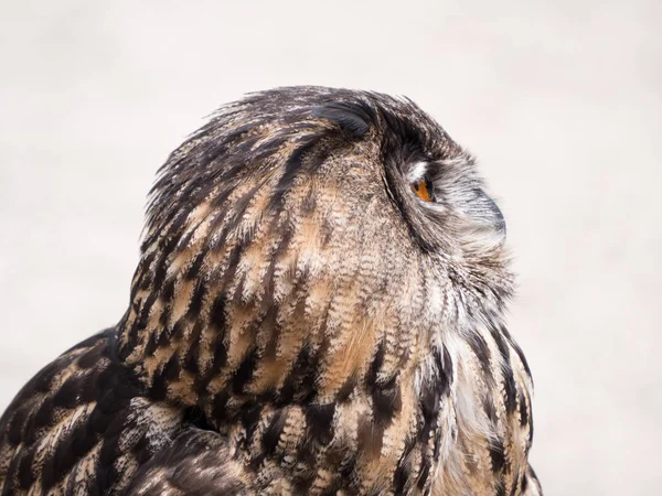 Eurasian Eagle Owl — Stock Photo, Image