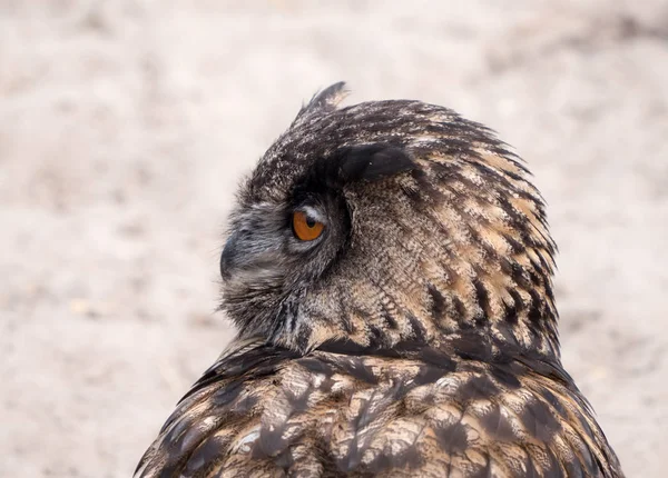 Eurasian Eagle Owl — Stock Photo, Image