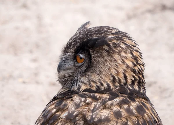 Búho águila euroasiática — Foto de Stock