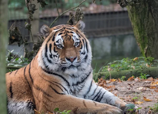 Nahaufnahme eines sibirischen Tigers — Stockfoto