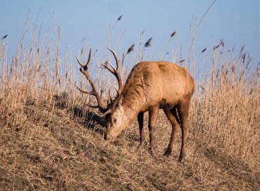 Kızıl geyik geyik grazes bir tepe üzerinde