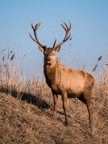 Red deer stag stares at the camera — Stock Photo, Image