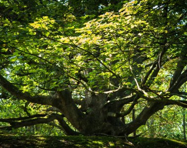 Yeşil yaprakları ile eski, büyük geniş ağaç