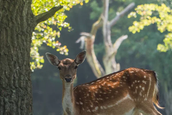 Spotted female fallow deer gazing at camera — Stock Photo, Image
