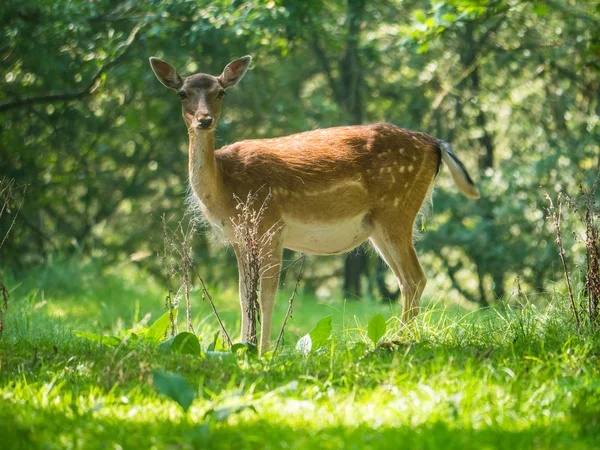 Spotted female fallow deer gazing at camera — Stock Photo, Image