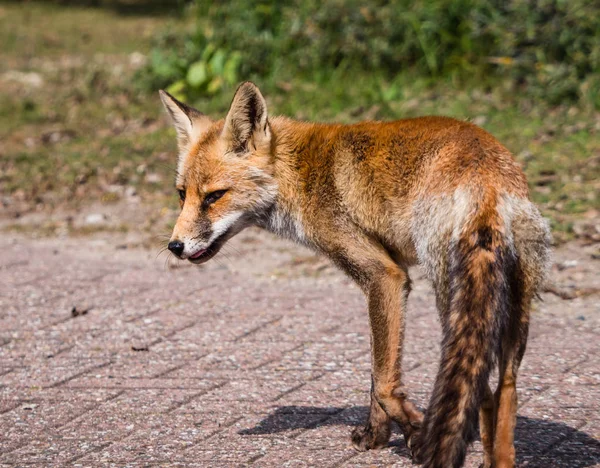 Sideview of a young fox in late summer — Stock Photo, Image