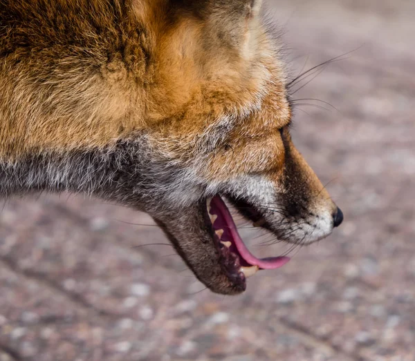 SideView av huvudet av en ung räv i slutet av sommaren — Stockfoto