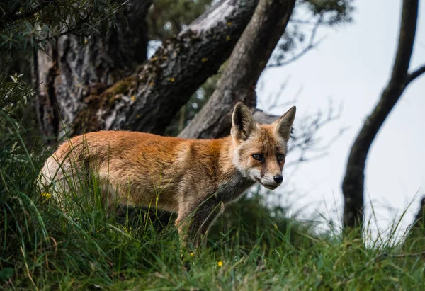 Сидевью молодого лиса в конце лета, смотрящего с холма — стоковое фото