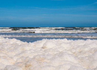 Köpük yosun Hollandalı kıyı boyunca