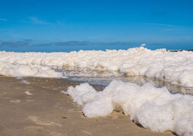 Köpük yosun Hollandalı kıyı boyunca