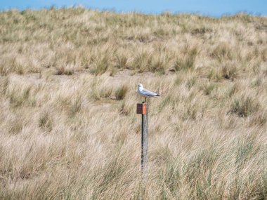 Ameland, Hollanda dunes içinde dinlenme martı