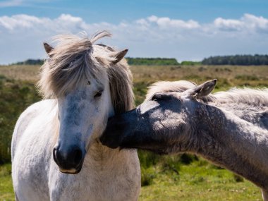 Ameland, Hollanda dunes içinde iki at