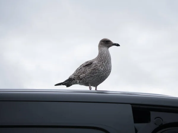 Herring gull lands on a car roof — Stock Photo, Image