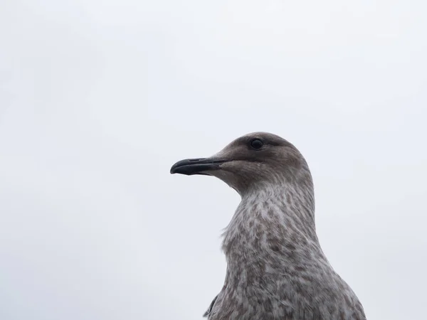 Close-up of a herring gull against the sky — Stock Photo, Image